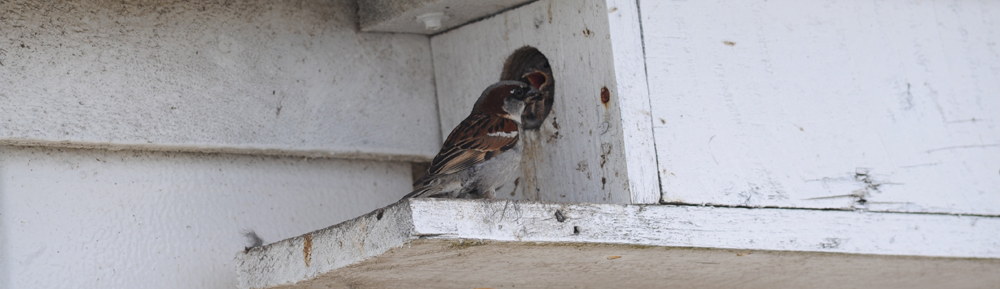 HOUSE SPARROW Passer domesticus